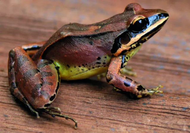 Leptodactylus mystaceus