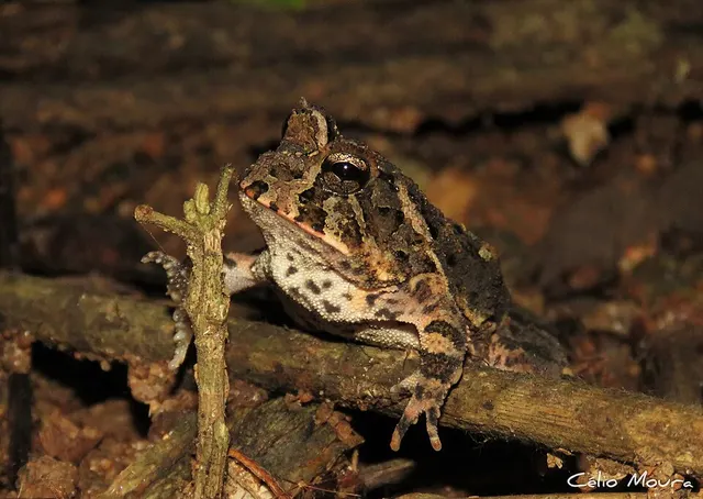 Proceratophrys cristiceps