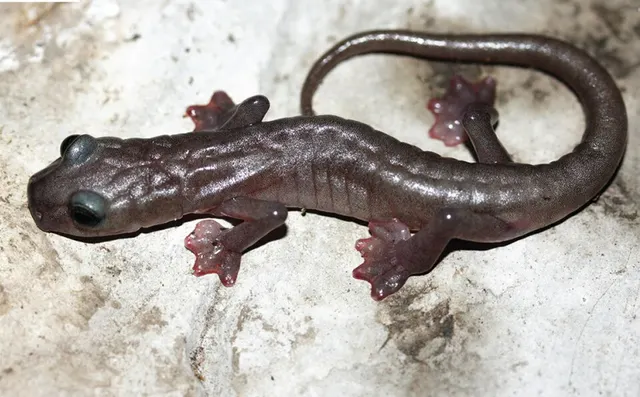 Chiropterotriton