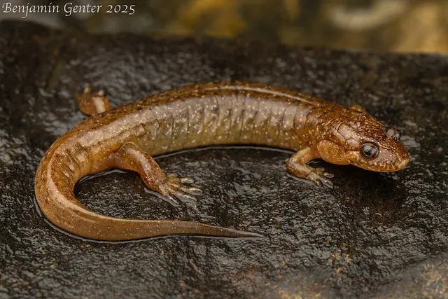 Santeetlah dusky salamander