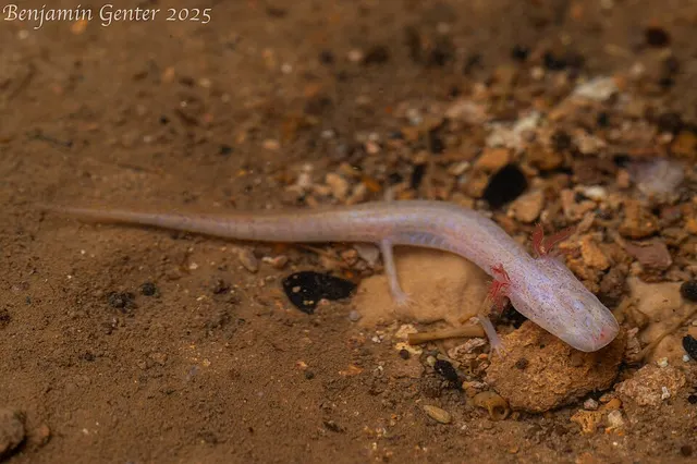 Georgia blind salamander