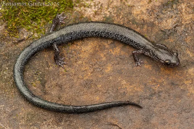 Valley and ridge salamander