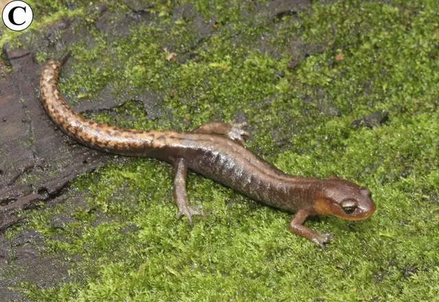 Pseudoeurycea juarezi