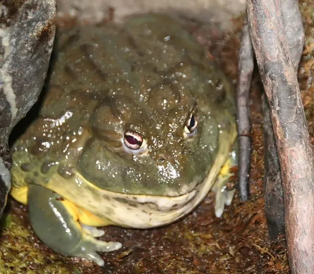 African bullfrog
