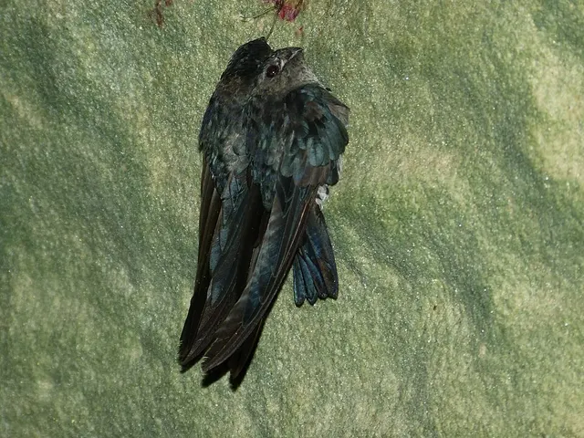 Salangane soyeuse