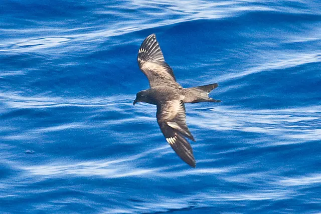 Matsudaira's storm petrel