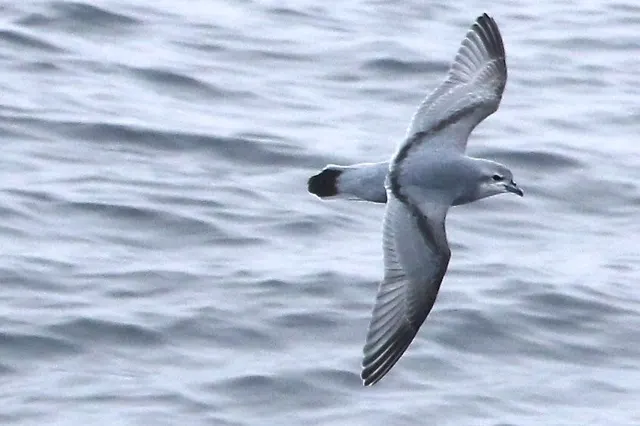 Fulmar prion