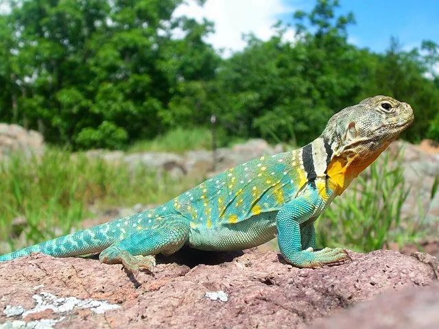 Common collared lizard