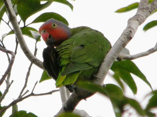 Red-cheeked parrot