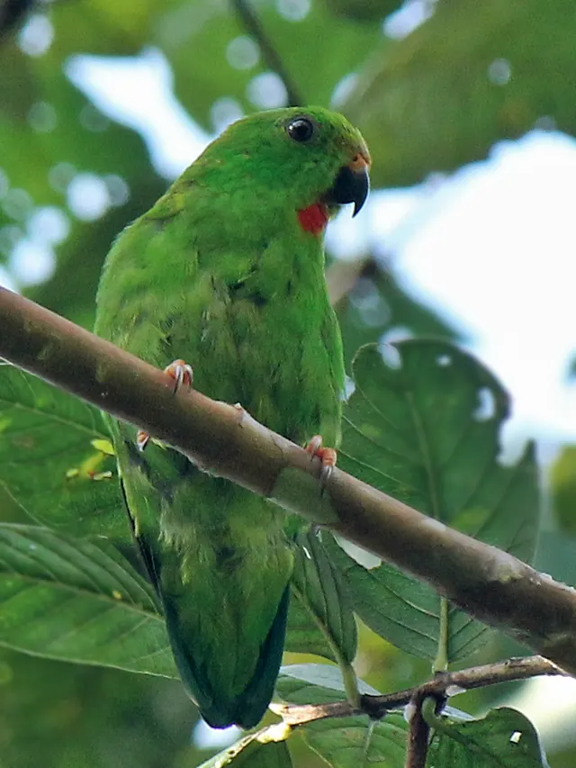 Great hanging parrot