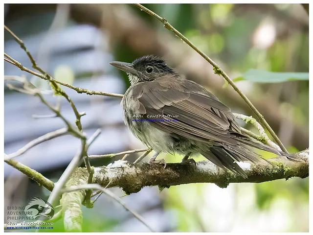Streak-breasted bulbul