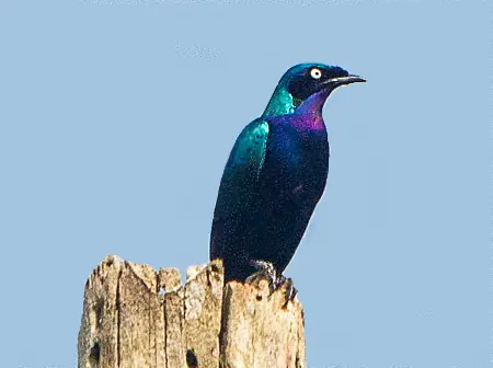 Splendid starling