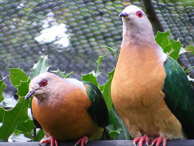 Purple-tailed imperial pigeon
