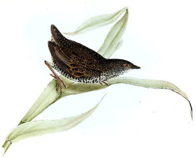Speckled rail