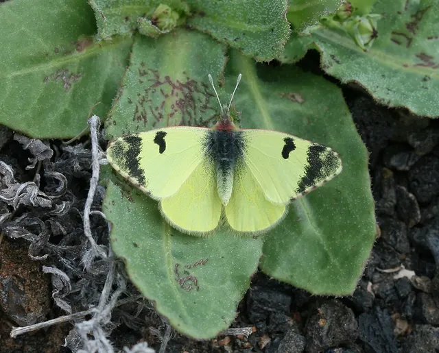Euchloe charlonia