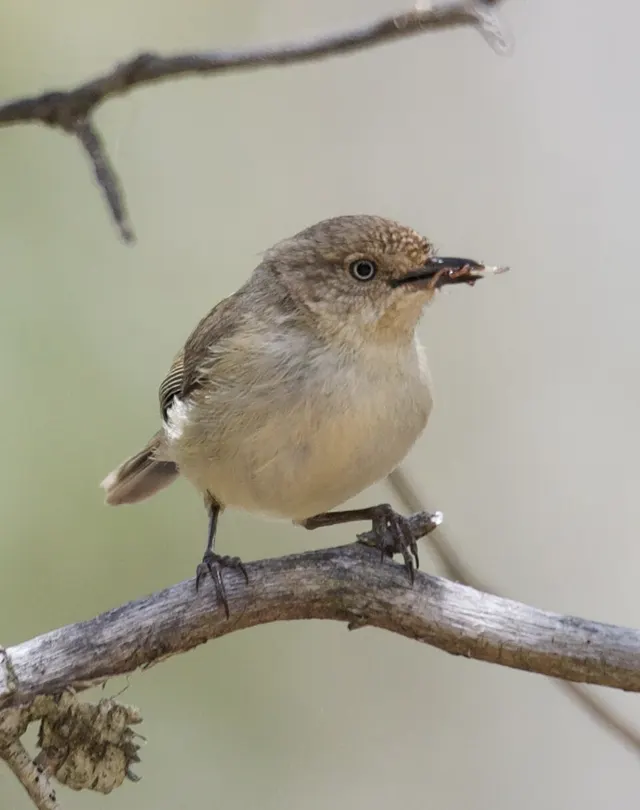 Western thornbill