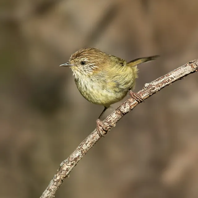 Striated thornbill