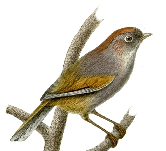 Spectacled fulvetta