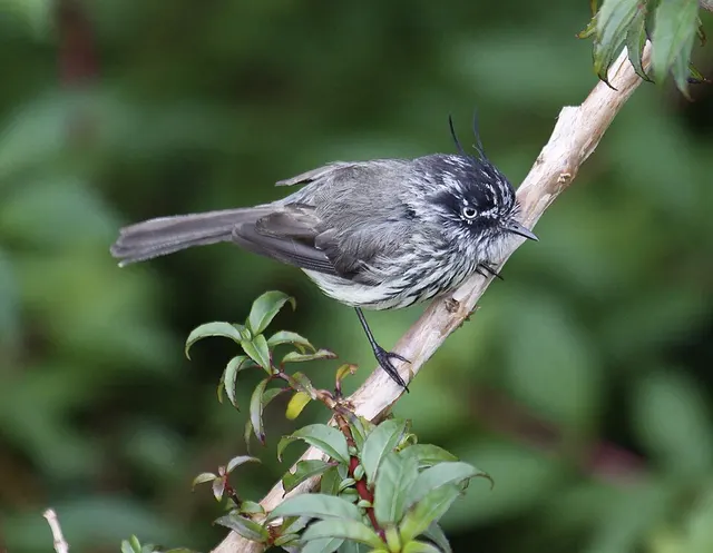 Taurillon (oiseau)