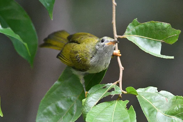 Plain sunbird