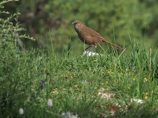 Tibetan babax