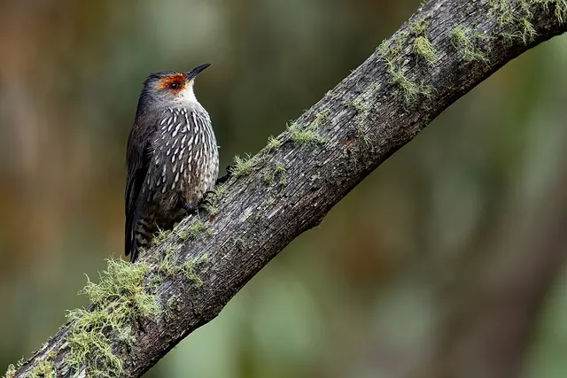 Red-browed treecreeper