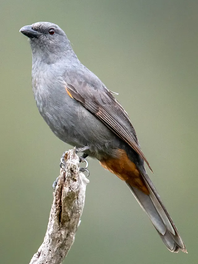 Échenilleur de montagne