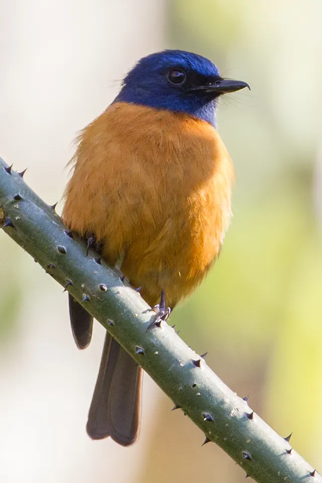 Blue-fronted blue flycatcher
