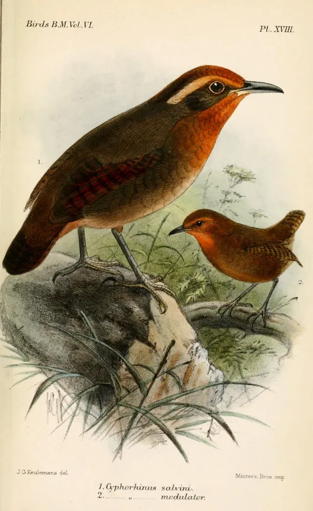 Cyphorhinus