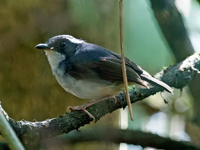 Little slaty flycatcher