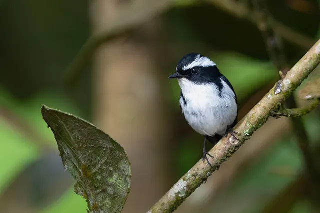 Little pied flycatcher