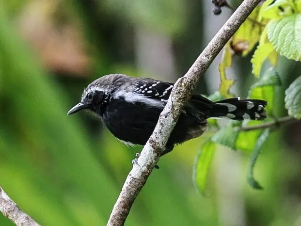 Formicivora