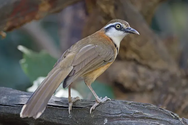 Lesser necklaced laughingthrush