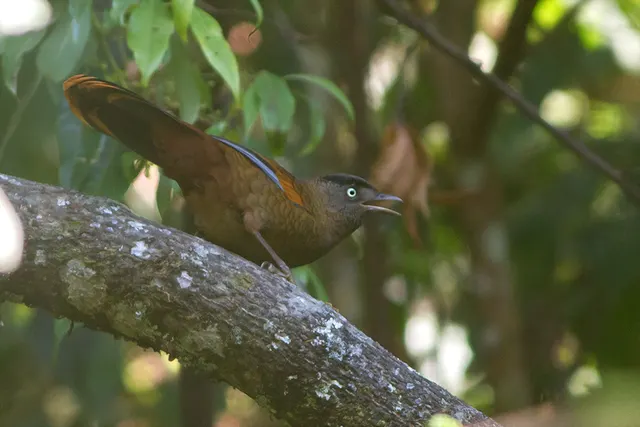 Blue-winged laughingthrush