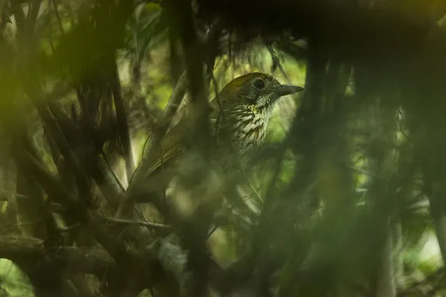 Watkins's antpitta