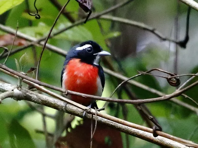 Rose-breasted chat