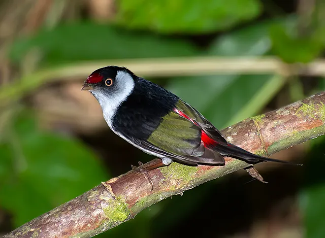 Manakin militaire