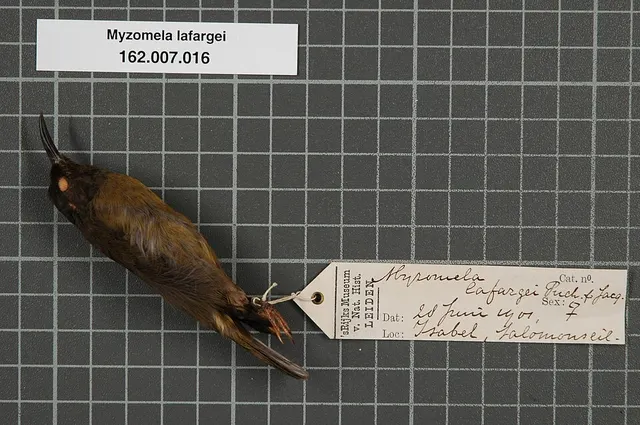 Red-capped myzomela