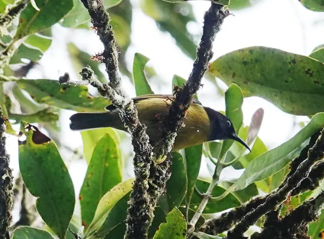 Red-capped myzomela