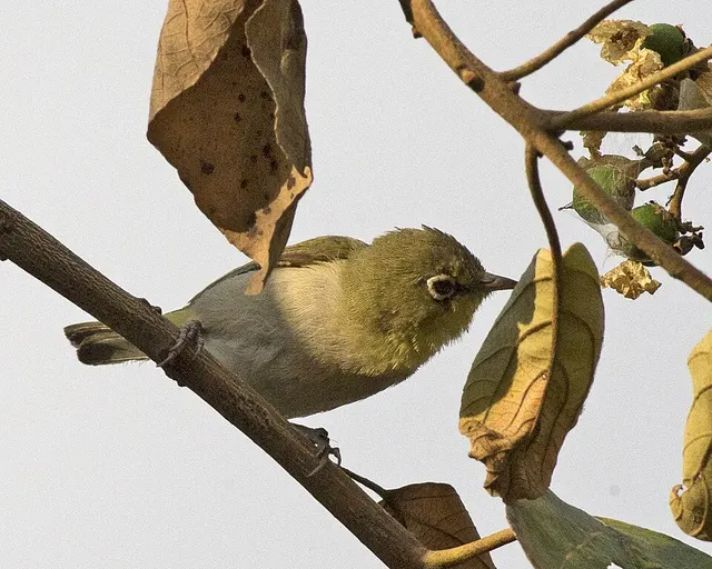Abyssinian white-eye