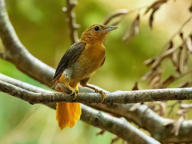 Cinnamon-rumped foliage-gleaner