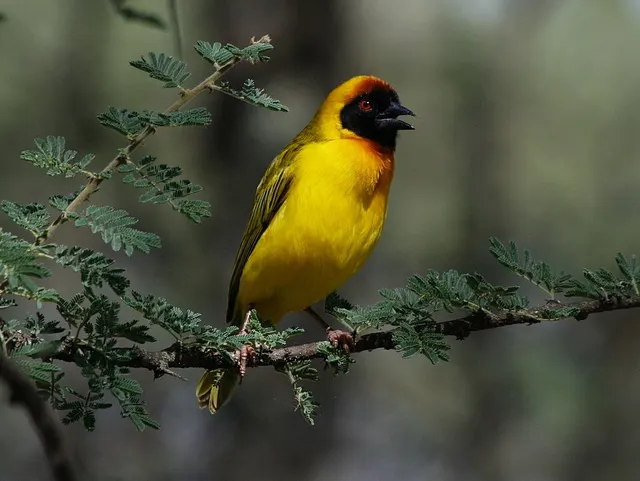 Vitelline masked weaver