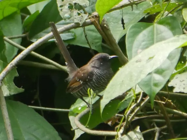 Banded prinia