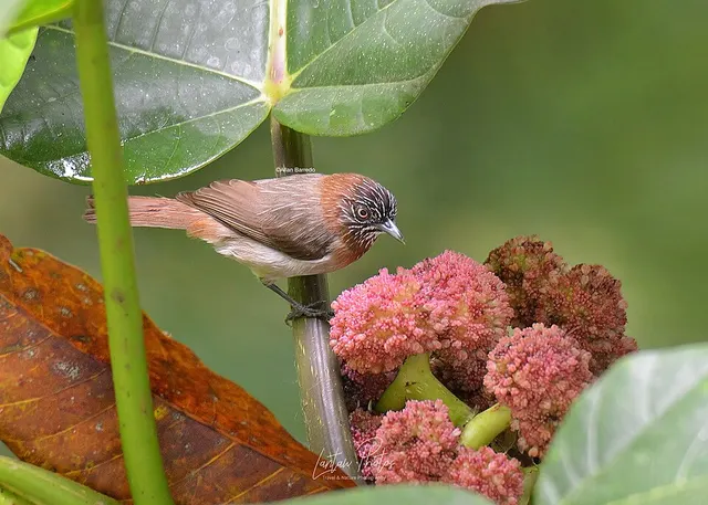 Mindanao pygmy babbler
