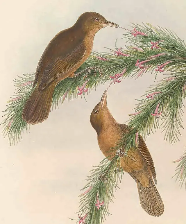 Tawny straightbill