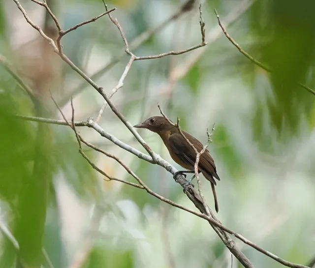 Tawny straightbill