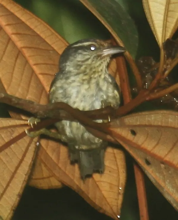 Equatorial greytail