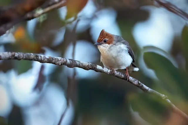 Chestnut-crested yuhina