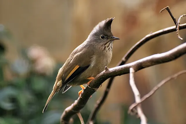 Stripe-throated yuhina
