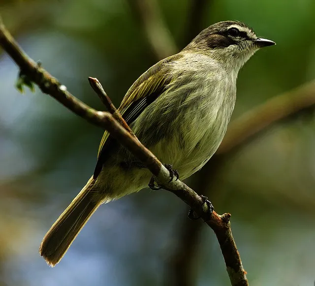 Tyranneau de Berlepsch